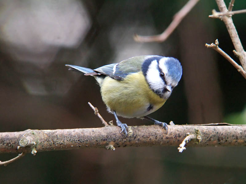 Parus caeruleus, Pimpelmees, Blue tit, Mesange bleue, Blaumeise