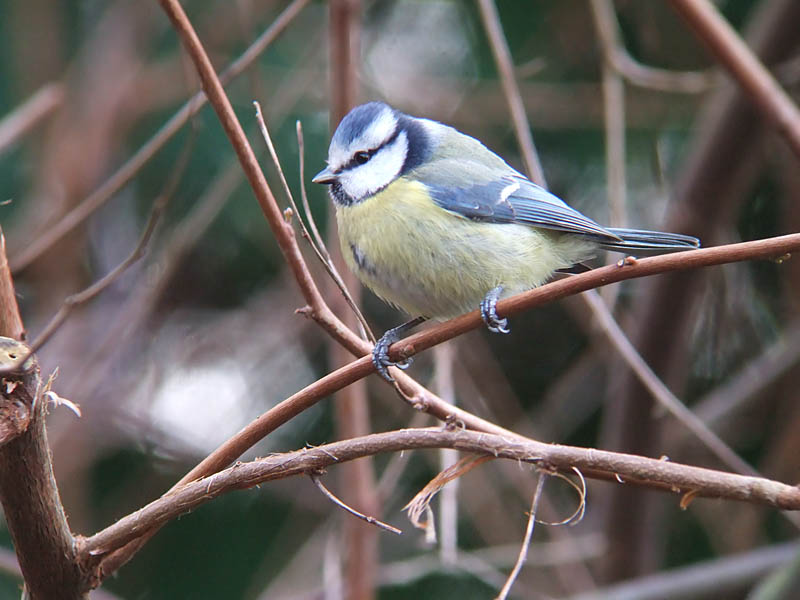 Parus caeruleus, Pimpelmees, Blue tit, Mesange bleue, Blaumeise