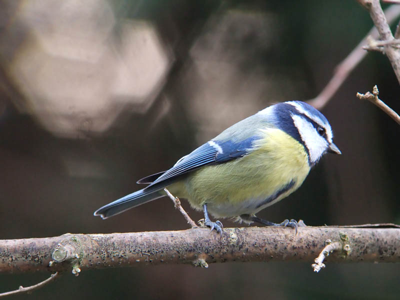 Parus caeruleus, Pimpelmees, Blue tit, Mesange bleue, Blaumeise