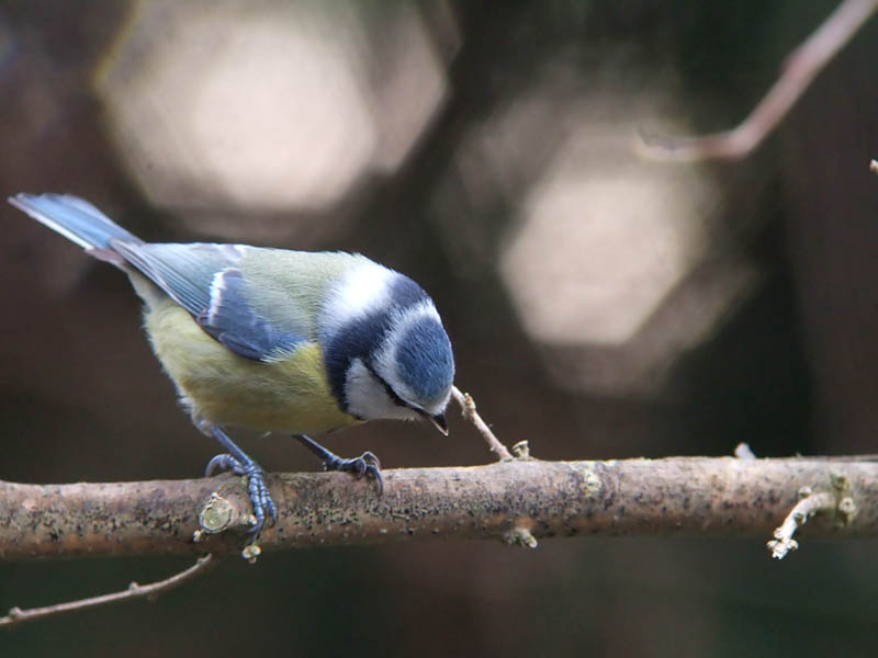 Parus caeruleus, Pimpelmees, Blue tit, Mesange bleue, Blaumeise