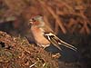 vink en witte kwikstaart